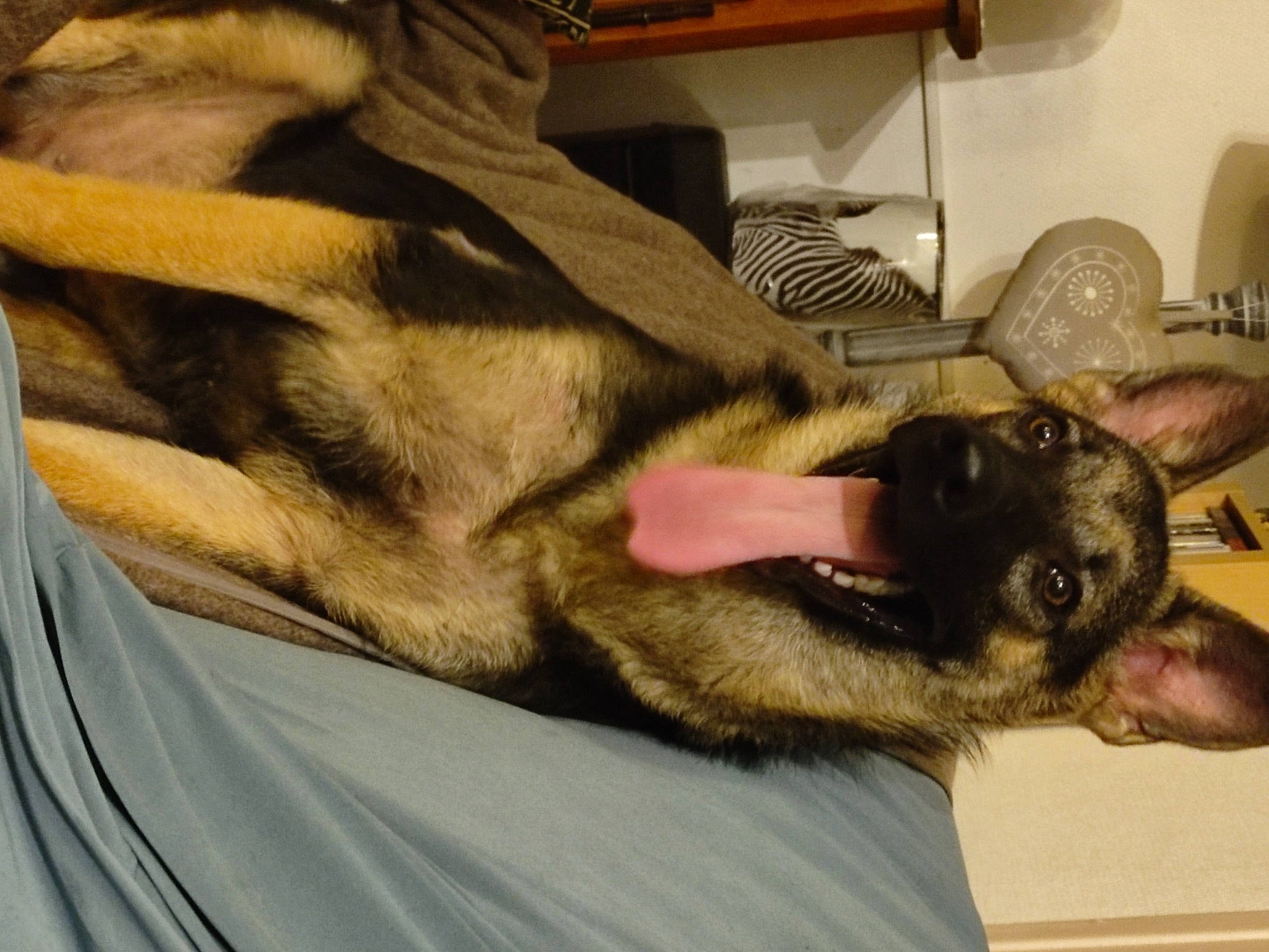 Enzo participe au concours pour gagner de l'argent avec cette photo : box, canidae, carnivore, comfort, companion_dog, dog, dog_breed, ear, fawn, felidae, fur, german_shepherd_dog, gesture, human_leg, jaw, paw, snout, sporting_group, whiskers, working_animal