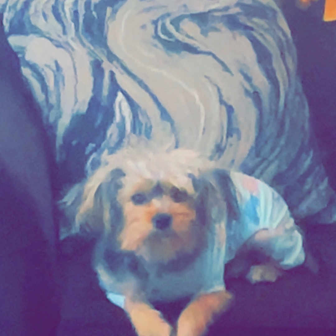 Mama is registered to the contest to win money with this photo: animal, architecture, building, canine, chair, couch, cushion, dog, face, furniture, head, homedecor, person, pet, photography, pillow, portrait, puppy, sleeping, terrier