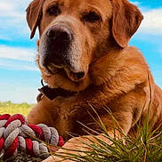 Rocky a rejoint le concours — aidez-le/la à gagner de superbes lots ! animal, blue_sky, clouds, collar, dog, ears, face, fur, golden_retriever, grass, labrador, nature, outdoor, paw, pet, relaxed, rope_toy, snout, sunlight, toy