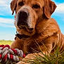 animal, blue_sky, clouds, collar, dog, ears, face, fur, golden_retriever, grass, labrador, nature, outdoor, paw, pet, relaxed, rope_toy, snout, sunlight, toy