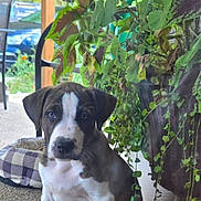 Beethoven is registered to the contest to win money with this photo: animal, background, curious, dog, dog_bed, flower, furniture, garden, greenery, leaves, nature, outdoor, pet, plant, porch, pot, puppy, red_flower, sitting, young_dog