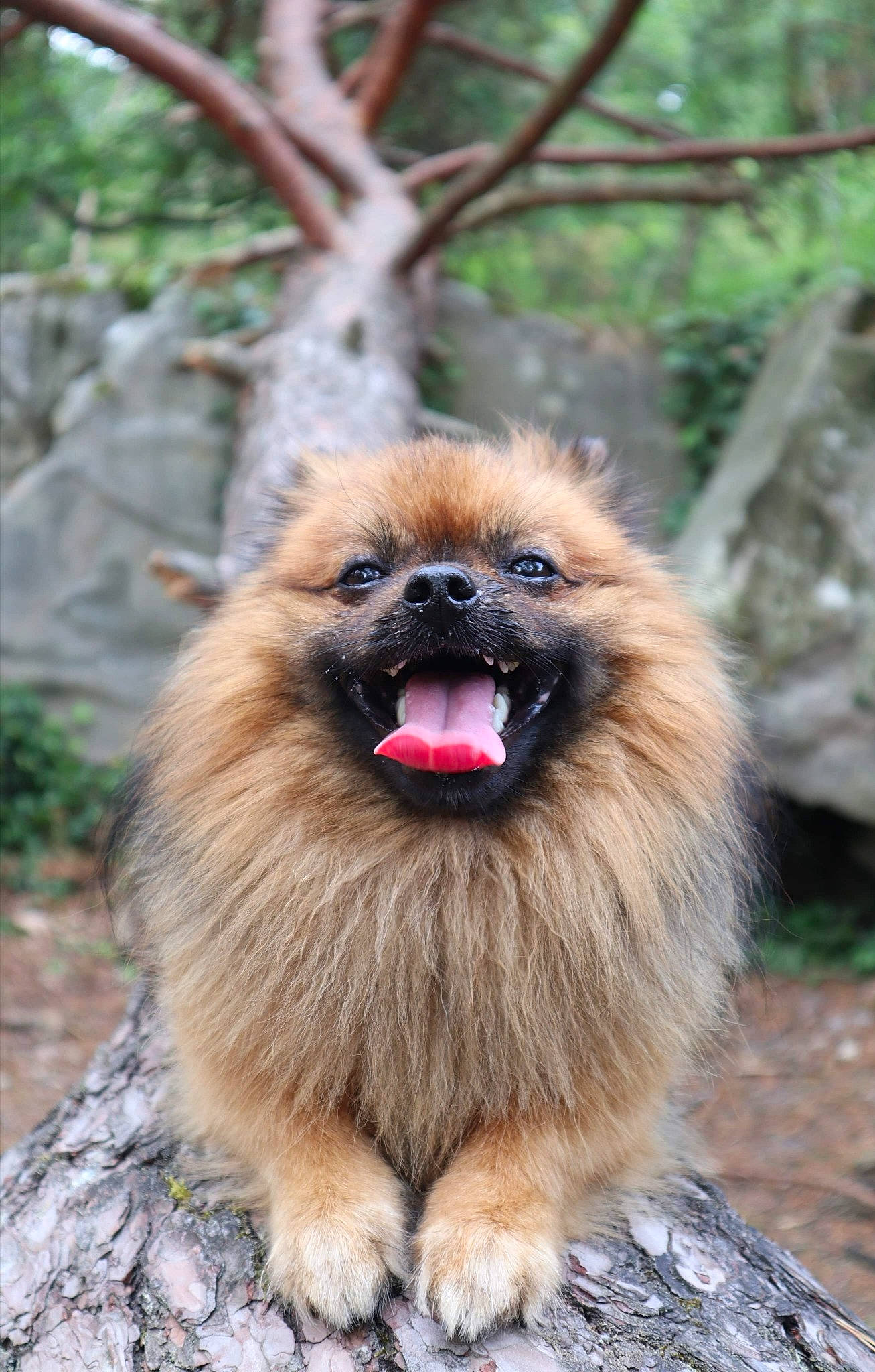 Nicky a rejoint le concours — aidez-le/la à gagner de superbes lots ! ancient_dog_breeds, canidae, carnivore, companion_dog, dog, dog_breed, fawn, german_spitz, german_spitz_klein, mammal, non_sporting_group, pekingese, pomeranian, snout, tibetan_spaniel, toy_dog, vertebrate