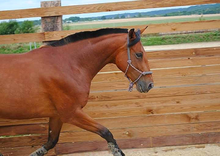 Salomé De Gueron participe au concours pour gagner de l'argent avec cette photo : colt, horse, horse_supplies, horse_tack, liver, livestock, mammal, mane, mare, mustang_horse, pack_animal, rein, snout, sorrel, stable, stallion, vertebrate