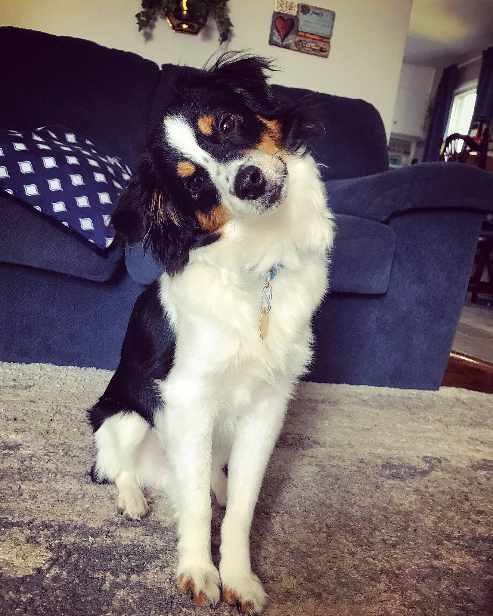 Jack is registered to the contest to win money with this photo: canidae, carnivore, chair, comfort, companion_dog, couch, dog, dog_breed, door, formal_wear, fur, furniture, houseplant, picture_frame, snout, sporting_group, tree, whiskers, working_animal, working_dog