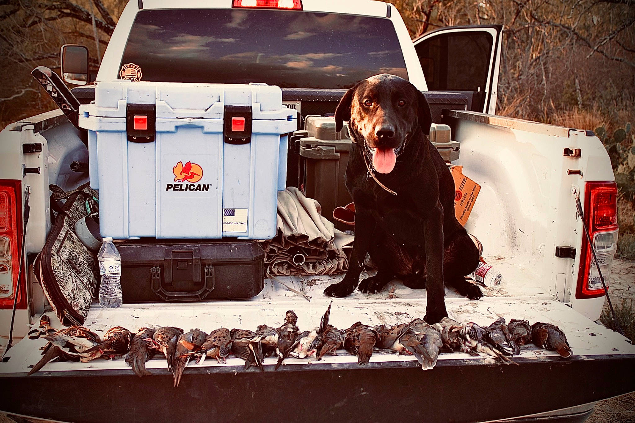 Tucker is registered to the contest to win money with this photo: auto_part, automotive_design, automotive_exterior, automotive_lighting, automotive_tail_brake_light, automotive_tire, automotive_window_part, bumper, car, carnivore, companion_dog, dog, dog_breed, door, fender, luxury_vehicle, motor_vehicle, trunk, vehicle, vehicle_door