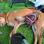 Pops participe au concours pour gagner de l'argent avec cette photo : animal, artificial_grass, backyard, black_dog, brown_dog, casual, chair, companion, dog, grass, large_dog, outdoor, pet, relaxation, resting, shoes, sleeping, small_dog, snuggling, striped_shirt