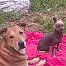 animal, blanket, brown_dog, canine, companion, curious, dog, ears, fur, grass, grass_field, hairless_dog, nature, outdoor, pet, pink_blanket, relaxing, resting, small_dog, two_animals