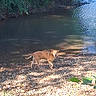 animal, bank, canine, daylight, dog, environment, forest, leaves, nature, outdoor, peaceful, pet, river, rocks, scenic, shadows, sunlight, trees, water, wilderness
