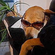 Monty a rejoint le concours — aidez-le/la à gagner de superbes lots ! animal, brown_dog, casual, companion, couch, cozy, cute, dog, domestic, furniture, home, indoor, leisure, pet, plant, relaxed, resting, shade, sunglasses, window