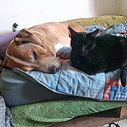 Karma participe au concours pour gagner de l'argent avec cette photo : animal, bed, blanket, canine, cat, companion, cozy, cute, dog, domestic, feline, fur, home, indoor, patchwork_quilt, pets, quiet, relaxing, resting, sleeping