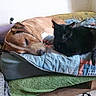 animal, bed, blanket, canine, cat, companion, cozy, cute, dog, domestic, feline, fur, home, indoor, patchwork_quilt, pets, quiet, relaxing, resting, sleeping