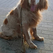 Patoche participe au concours pour gagner de l'argent avec cette photo : animal, beach, calm, canine, dog, ears, fur, happy, leash, nature, outdoor, pavement, pet, sitting, sky, spot, sunset, tongue_out, walk, water