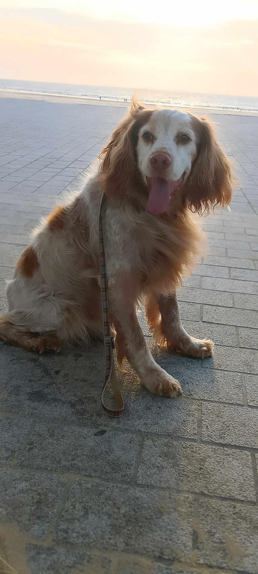 Patoche participe au concours pour gagner de l'argent avec cette photo : animal, beach, calm, canine, dog, ears, fur, happy, leash, nature, outdoor, pavement, pet, sitting, sky, spot, sunset, tongue_out, walk, water