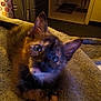 kitten, tortoiseshell, cat, pet, indoor, blanket, fur, cute, animal, curious, cozy, resting, ears, eyes, furniture, home, room, soft_light, carpet, domestic