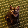 Baby is registered to the contest to win money with this photo: kitten, cat, pet, feline, animal, indoor, carpet, pattern, curious, young, small, cute, fur, whiskers, ears, sitting, eyes, soft_light, domestic, mammal