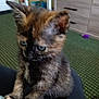 Baby is registered to the contest to win money with this photo: kitten, cat, tortoiseshell, blue_eyes, feline, pet, indoor, carpet, furniture, drawer, leg, cute, animal, young, small, fur, whiskers, claws, domestic, cozy