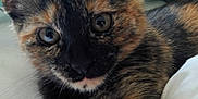 Baby is registered to the contest to win money with this photo: cat, kitten, tortoiseshell, close_up, bed, bedding, fur, whiskers, ears, eyes, pet, indoor, soft, curious, animal, cute, young, paw, resting, cozy