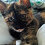 cat, kitten, tortoiseshell, close_up, bed, bedding, fur, whiskers, ears, eyes, pet, indoor, soft, curious, animal, cute, young, paw, resting, cozy