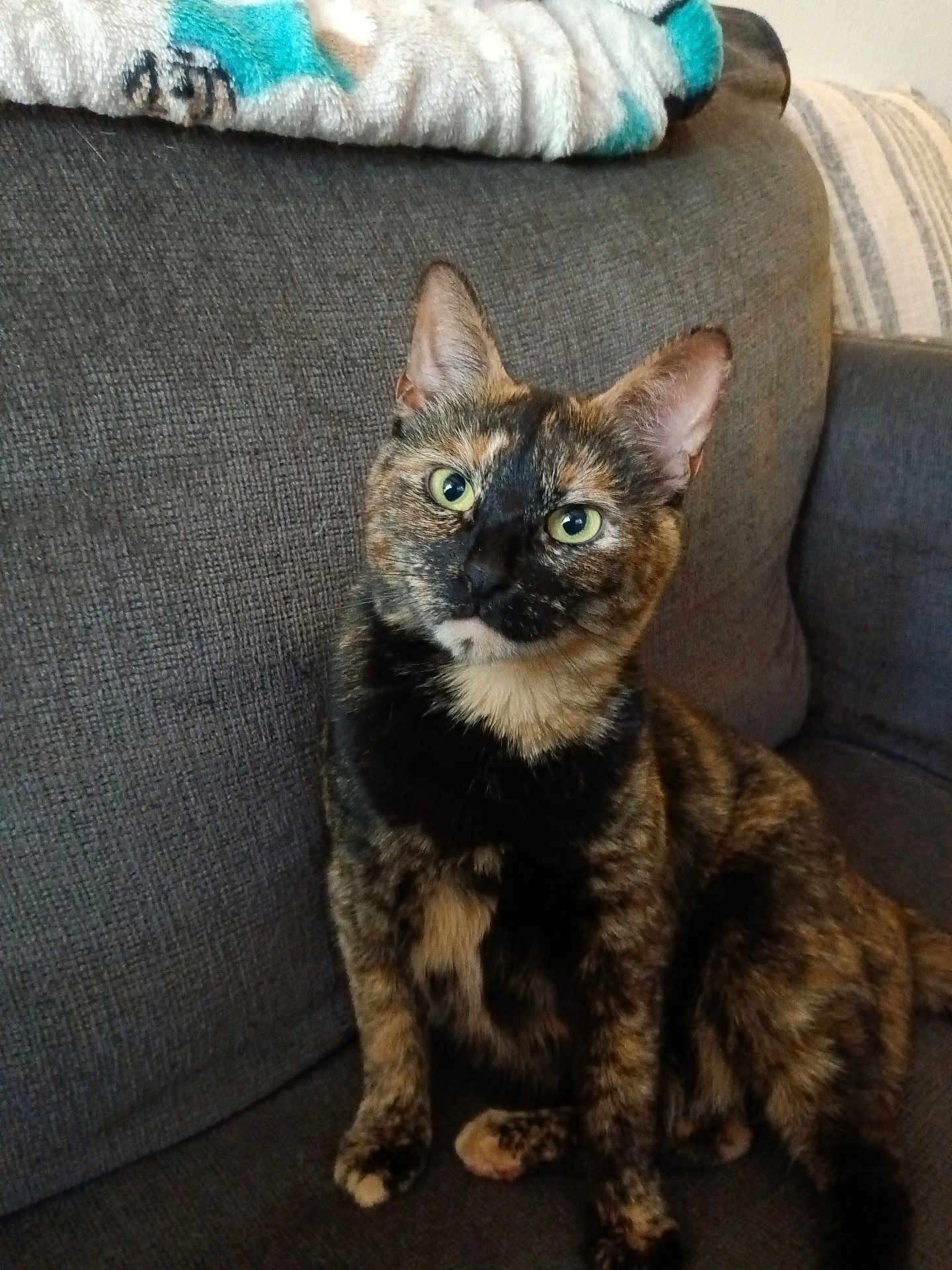 Baby joined the competition — help win amazing prizes! cat, tortoiseshell, pet, animal, feline, sitting, couch, blanket, indoor, fur, ears, green_eyes, whiskers, domestic, cozy, curious, looking, soft_fur, home, relaxed
