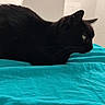animal, bed, black_cat, blanket, cat, cozy, cute, domestic_cat, ears, feline, focused, fur, indoor, loaf_pose, pet, quiet, resting, side_view, turquoise, whiskers