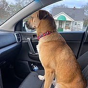 Teddy Bear joined the competition — help win amazing prizes! dog, car_interior, passenger_seat, window, collar, water_bottle, house, trees, suburban, daylight, pet, animal, looking_out_window, seat, dashboard, calm, curious, brown_fur, white_paws, side_profile
