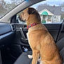 dog, car_interior, passenger_seat, window, collar, water_bottle, house, trees, suburban, daylight, pet, animal, looking_out_window, seat, dashboard, calm, curious, brown_fur, white_paws, side_profile