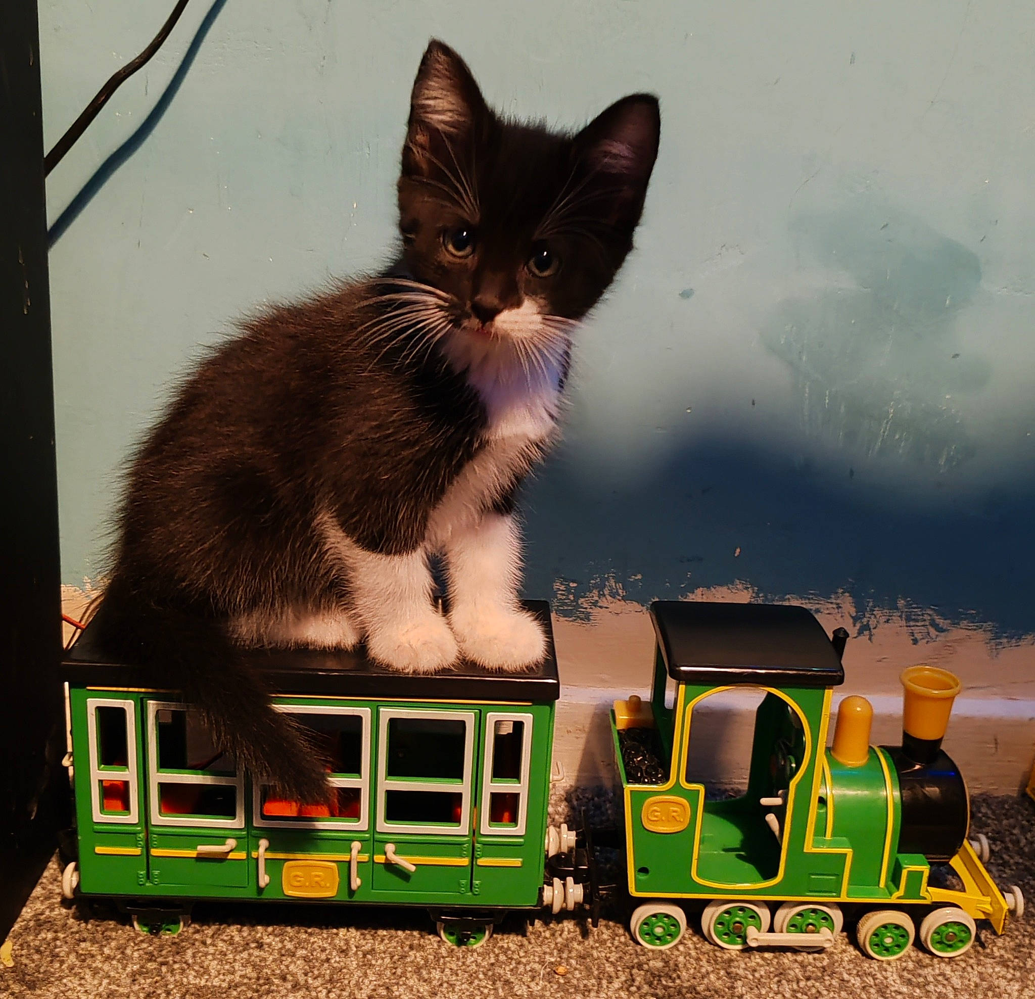 Bing is registered to the contest to win money with this photo: carnivore, cat, cloud, domestic_short_haired_cat, felidae, grass, motor_vehicle, paw, railway, rolling, rolling_stock, sky, small_to_medium_sized_cats, tail, toy, track, train, vehicle, whiskers, window