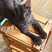 Jasper is registered to the contest to win money with this photo: cat, black_cat, feline, pet, animal, wooden_chair, furniture, indoor, curious, relaxed, fur, paw, whiskers, ears, eyes, stretching, sunlight, wood, floor, domestic
