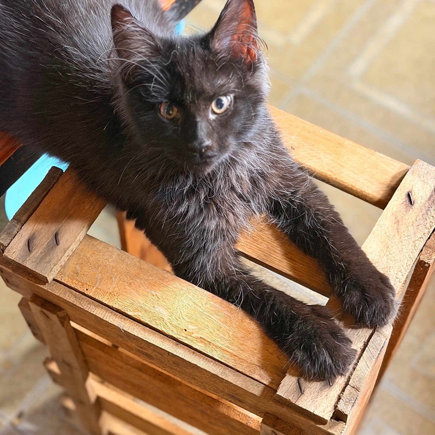 Jasper is registered to the contest to win money with this photo: cat, black_cat, feline, pet, animal, wooden_chair, furniture, indoor, curious, relaxed, fur, paw, whiskers, ears, eyes, stretching, sunlight, wood, floor, domestic