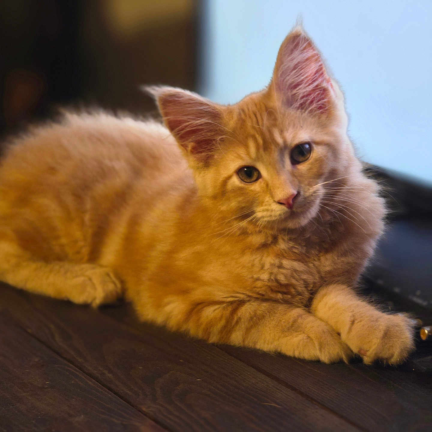 Jax joined the competition — help win amazing prizes! abyssinian, animal, cat, hardwood, kitten, manx, pet, plywood, wood