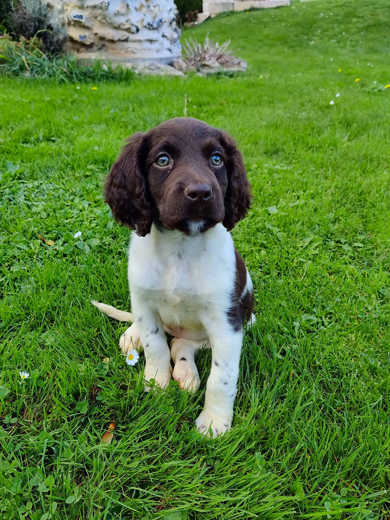 Urya participe au concours pour gagner de l'argent avec cette photo : canidae, carnivore, companion_dog, dog, dog_breed, fur, grass, grassland, groundcover, gun_dog, hunting_dog, liver, plant, snout, spaniel, sporting_group, tail, terrestrial_animal, tree, working_animal