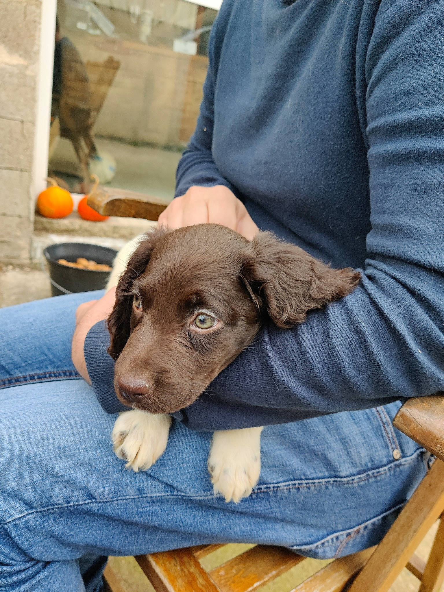 Urya a rejoint le concours — aidez-le/la à gagner de superbes lots ! canidae, carnivore, chair, comfort, companion_dog, dog, dog_breed, fawn, fur, gun_dog, liver, pointer, pointing_breed, sitting, snout, sporting_group, wood, working_animal, wrinkle