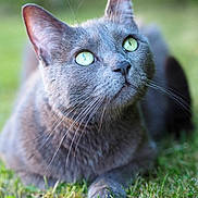 Aloé participe au concours pour gagner de l'argent avec cette photo : cat, gray_cat, green_eyes, whiskers, fur, grass, outdoor, nature, animal, pet, close_up, portrait, lying_down, curious, serene, soft_background, daylight, mammal, feline