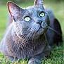 cat, gray_cat, green_eyes, whiskers, fur, grass, outdoor, nature, animal, pet, close_up, portrait, lying_down, curious, serene, soft_background, daylight, mammal, feline