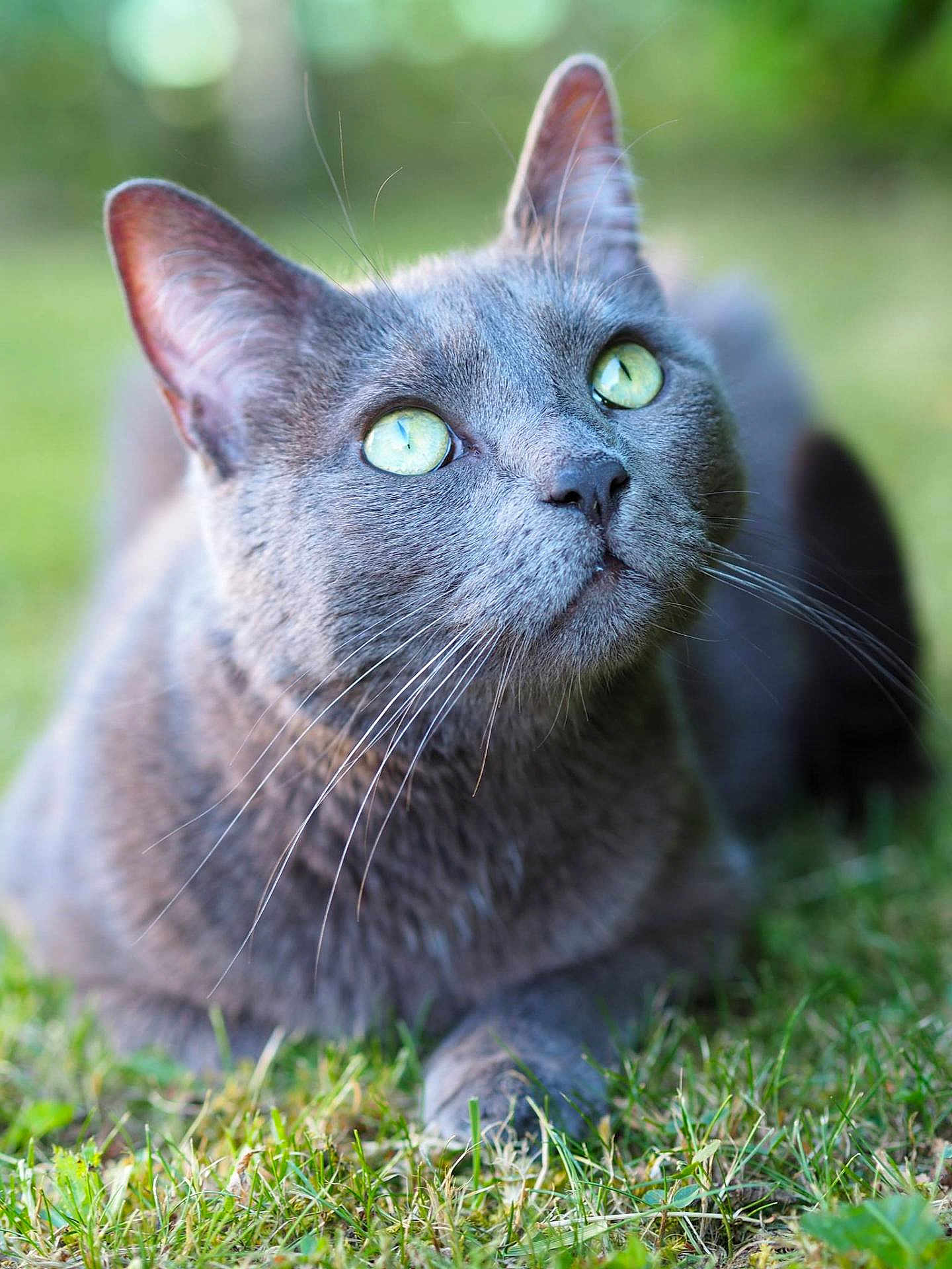 Aloé participe au concours pour gagner de l'argent avec cette photo : cat, gray_cat, green_eyes, whiskers, fur, grass, outdoor, nature, animal, pet, close_up, portrait, lying_down, curious, serene, soft_background, daylight, mammal, feline