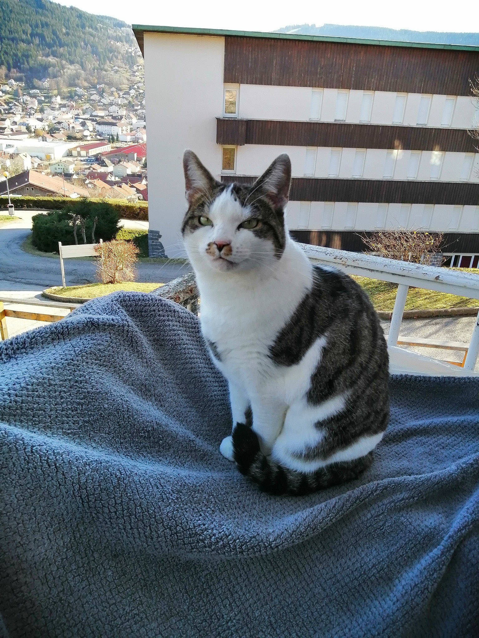 Pepsi a rejoint le concours — aidez-le/la à gagner de superbes lots ! aegean_cat, american_wirehair, black_and_white, carnivore, cat, domestic_short_haired_cat, european_shorthair, felidae, fur, house, photography, polydactyl_cat, sky, small_to_medium_sized_cats, tabby_cat, table, tree, whiskers, window