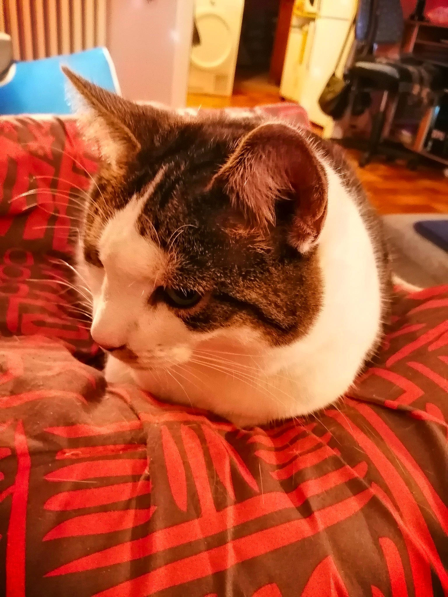 Pepsi a rejoint le concours — aidez-le/la à gagner de superbes lots ! carnivore, cat, domestic_short_haired_cat, european_shorthair, felidae, fur, kitten, small_to_medium_sized_cats, snout, whiskers