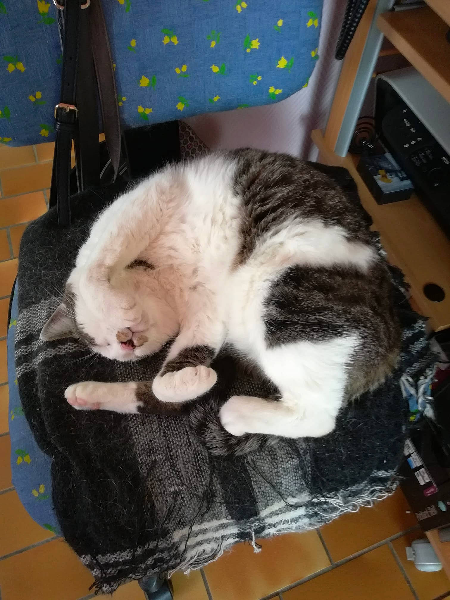 Pepsi participe au concours pour gagner de l'argent avec cette photo : american_shorthair, carnivore, cat, domestic_short_haired_cat, ear, european_shorthair, felidae, fur, mammal, small_to_medium_sized_cats, tail, whiskers