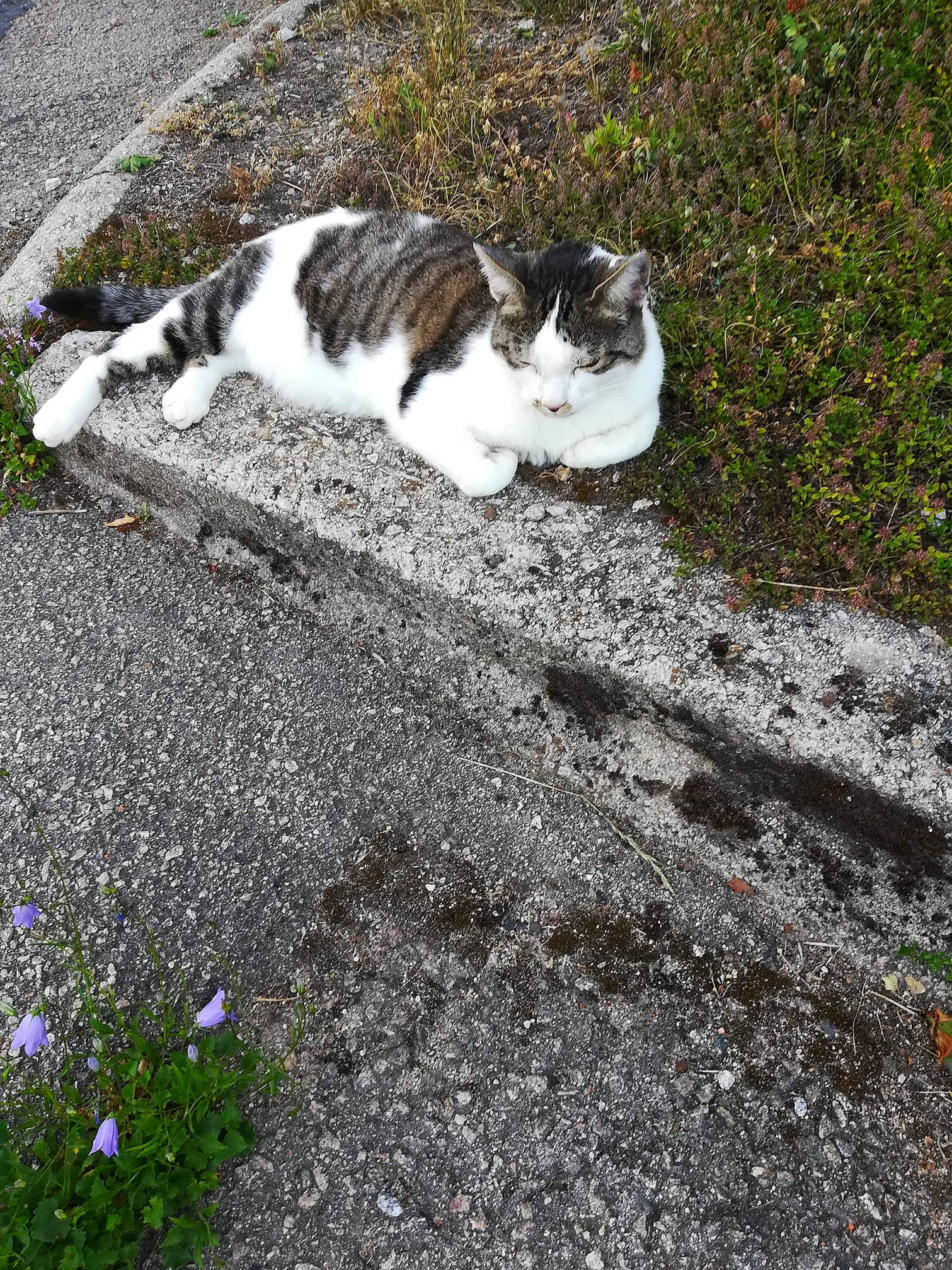 Pepsi participe au concours pour gagner de l'argent avec cette photo : aegean_cat, carnivore, cat, domestic_short_haired_cat, european_shorthair, felidae, grass, plant, polydactyl_cat, road, sand, small_to_medium_sized_cats, soil, tail, whiskers