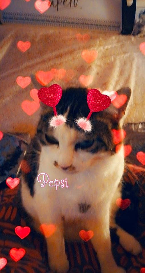 Pepsi participe au concours pour gagner de l'argent avec cette photo : carnivore, cat, ear, felidae, fur, kitten, norwegian_forest_cat, small_to_medium_sized_cats, whiskers