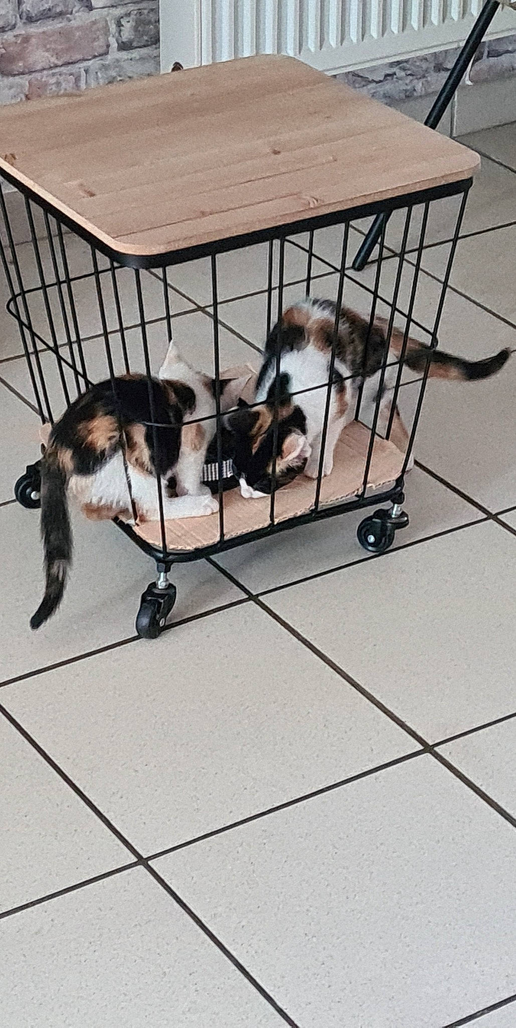 Canelle a rejoint le concours — aidez-le/la à gagner de superbes lots ! animal_shelter, cage, canidae, carnivore, companion_dog, dog, dog_breed, dog_crate, dog_supply, felidae, flooring, fur, mammal, mesh, metal, pet_supply, small_to_medium_sized_cats, snout, sporting_group, tail