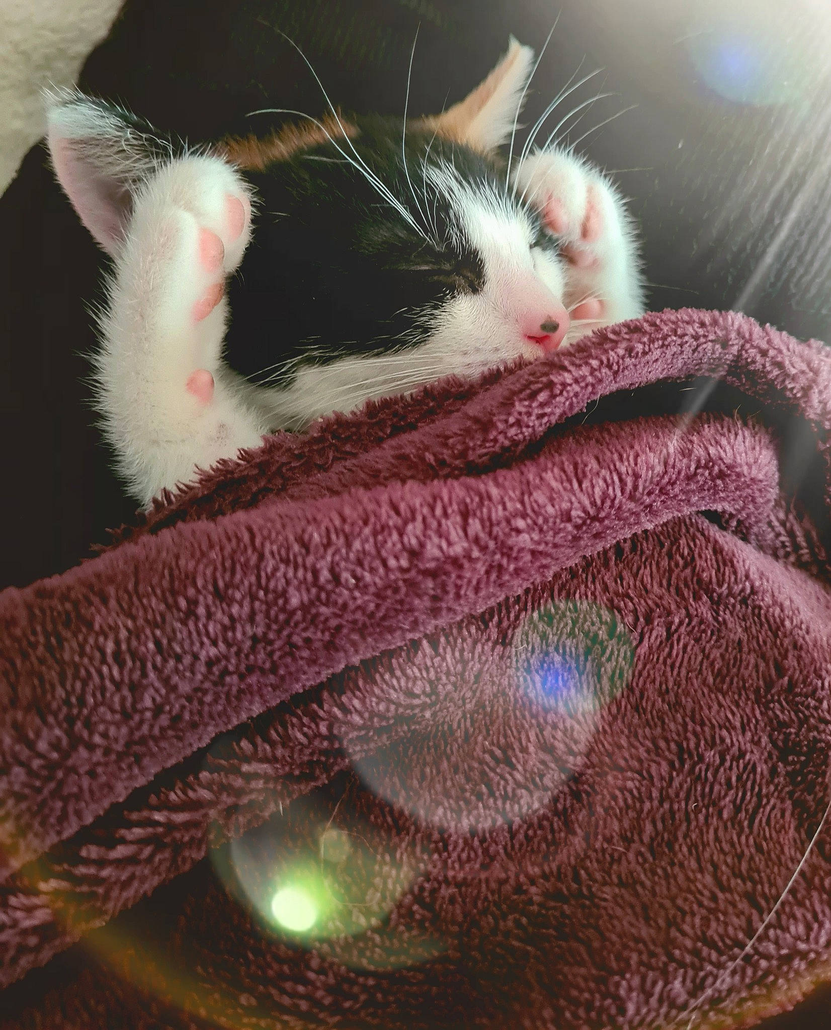 Canelle a rejoint le concours — aidez-le/la à gagner de superbes lots ! art, carnivore, cat, domestic_short_haired_cat, fawn, felidae, fur, grass, light, magenta, pink, plant, small_to_medium_sized_cats, snout, tail, textile, tree, whiskers, wool, woolen