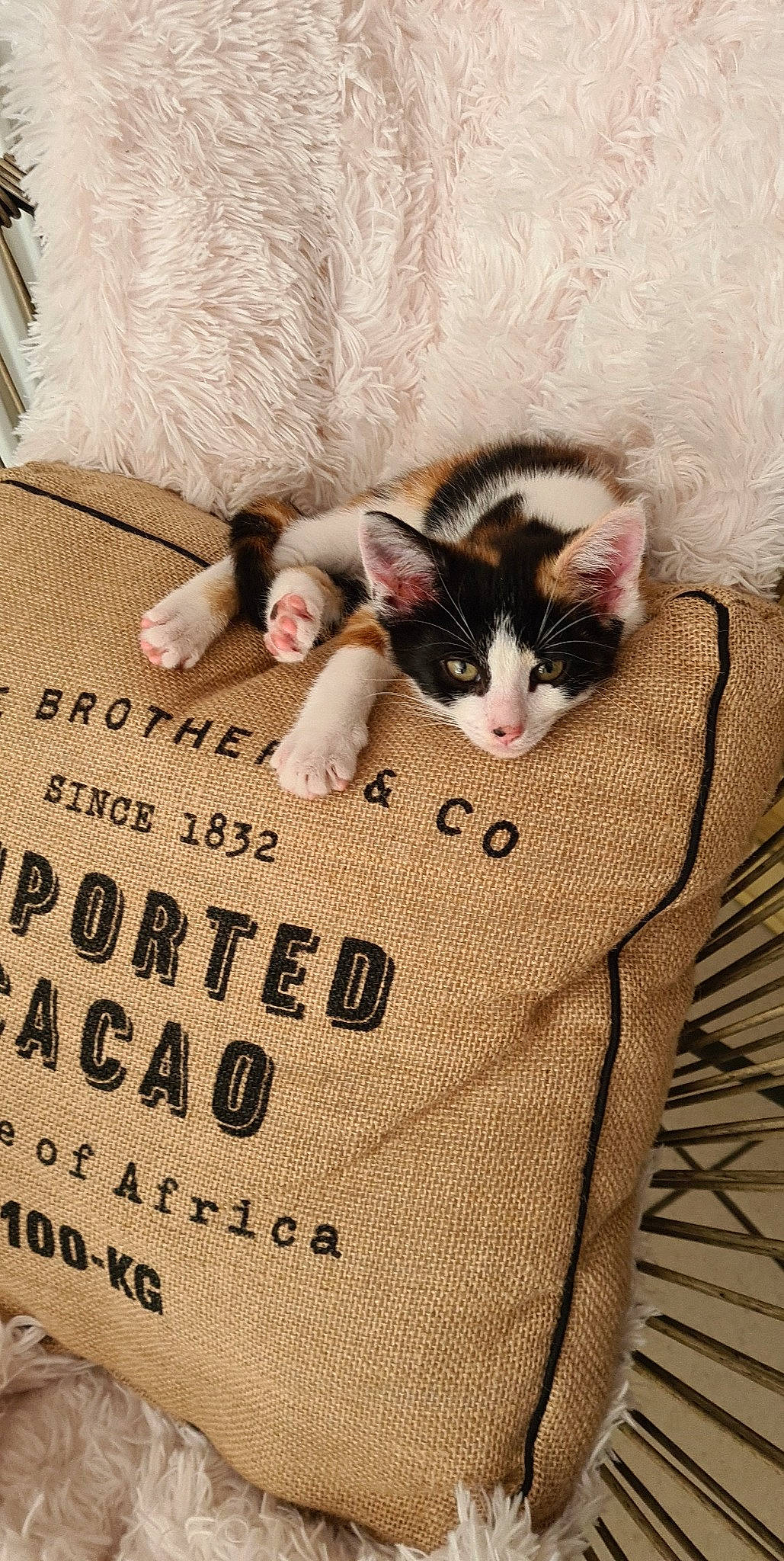 Canelle participe au concours pour gagner de l'argent avec cette photo : carnivore, cat, comfort, domestic_short_haired_cat, fawn, felidae, flooring, font, fur, grass, linens, mammal, packaging_and_labeling, paw, photo_caption, small_to_medium_sized_cats, snout, tail, whiskers, wood