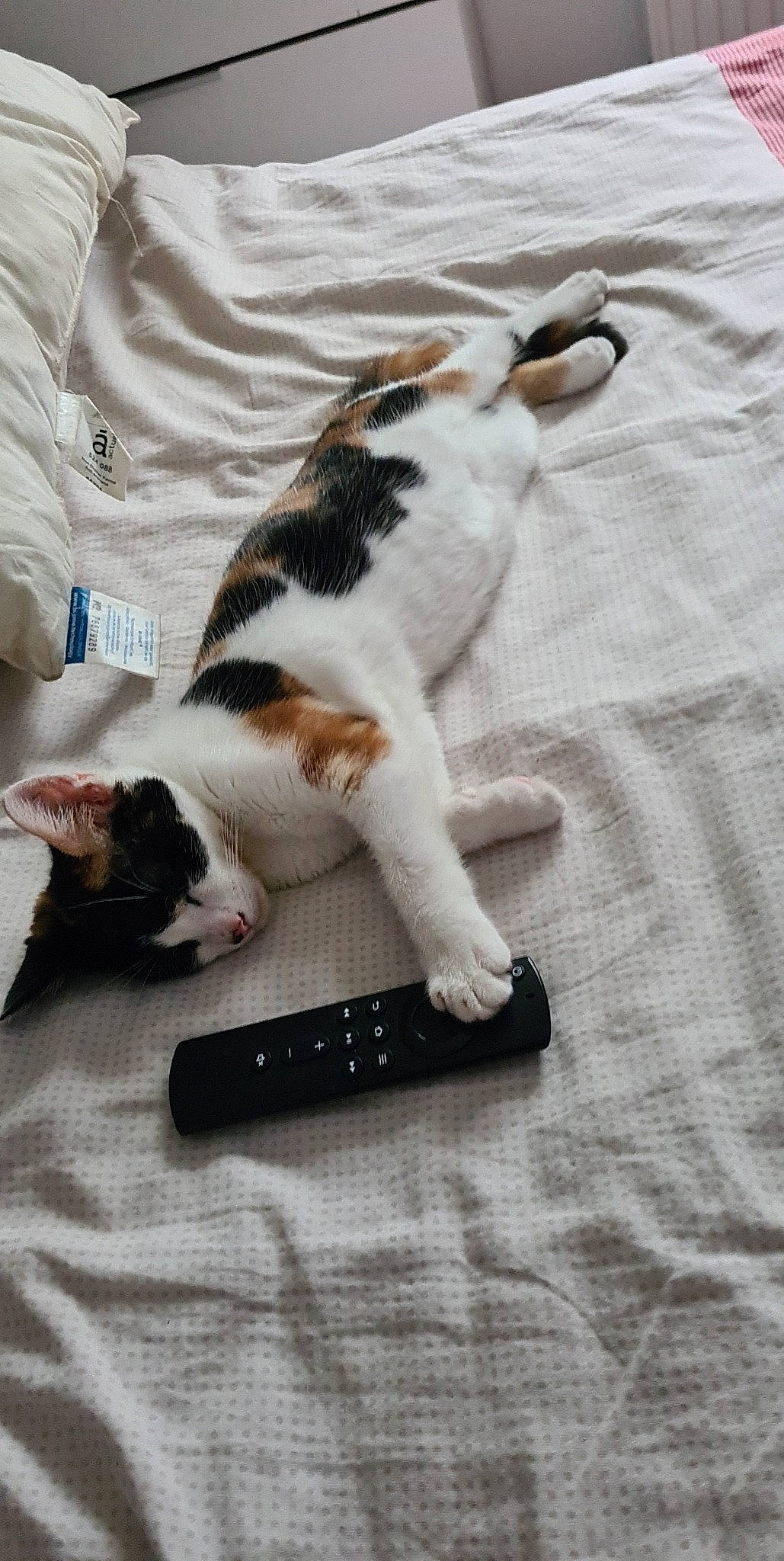 Canelle a rejoint le concours — aidez-le/la à gagner de superbes lots ! canidae, carnivore, cat, comfort, companion_dog, dog_breed, domestic_short_haired_cat, felidae, fur, hardwood, linens, musical_instrument, paw, small_to_medium_sized_cats, sporting_group, tail, textile, whiskers, white, wood