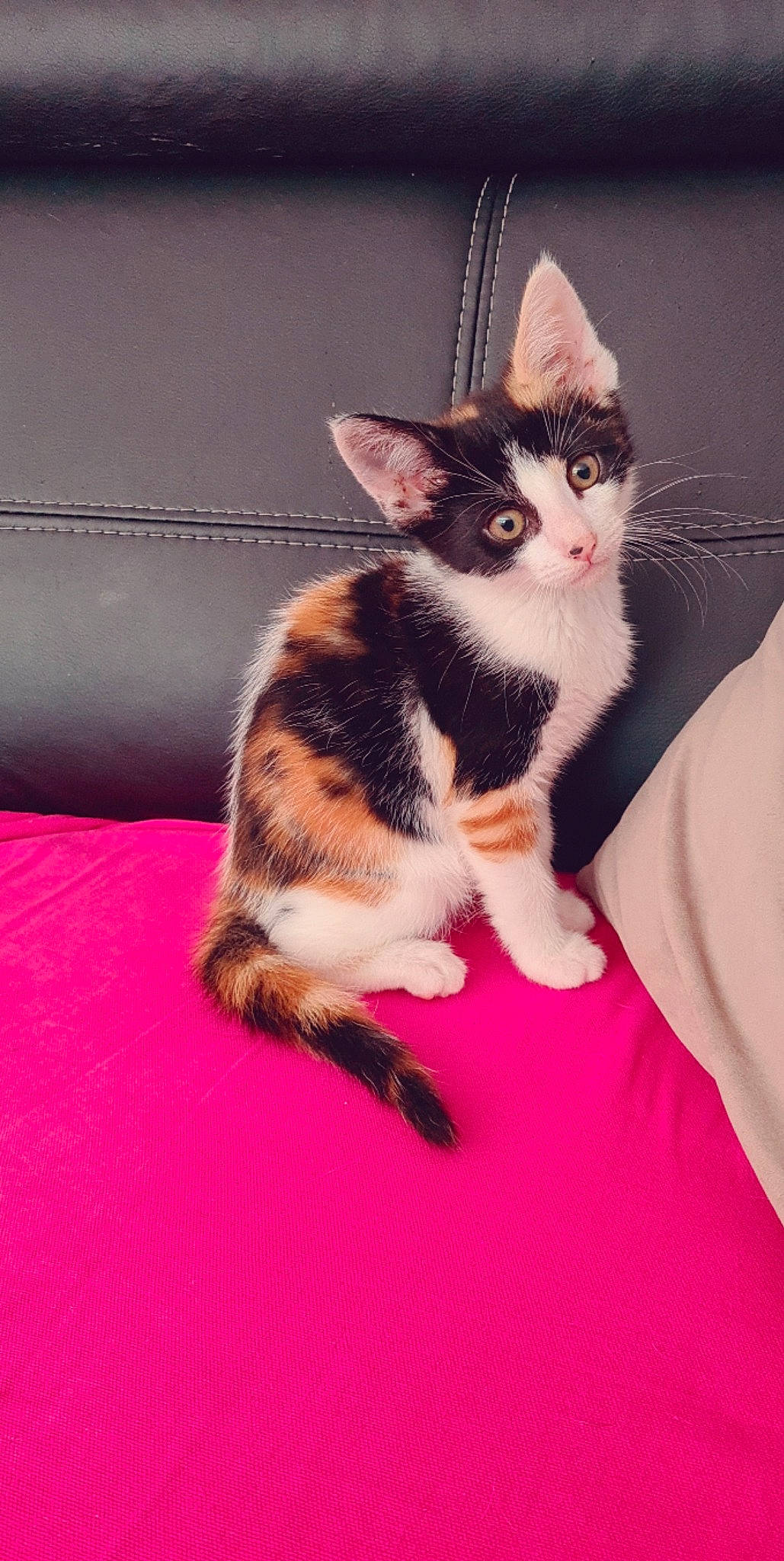 Canelle a rejoint le concours — aidez-le/la à gagner de superbes lots ! carnivore, cat, comfort, domestic_short_haired_cat, fawn, felidae, flooring, foot, fur, hair, human_body, human_leg, paw, pink, sitting, small_to_medium_sized_cats, snout, tail, textile, whiskers