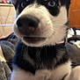 Glacier is registered to the contest to win money with this photo: dog, puppy, husky, close_up, blue_eyes, black_and_white_fur, indoor, pet, canine, fur, whiskers, collar, young, animal, cute, nose, face, domestic_animal, portrait, curious