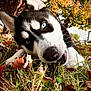 dog, husky, grass, autumn, leaves, outdoor, close_up, animal, nature, playful, fall_colors, canine, pet, blue_eyes, tree, snout, fur, whiskers, daylight, background