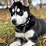 dog, puppy, husky, blue_eyes, black_and_white_fur, collar, grass, leaves, autumn, outdoor, close_up, animal, pet, lying_down, nature, young, cute, fur, portrait, canine