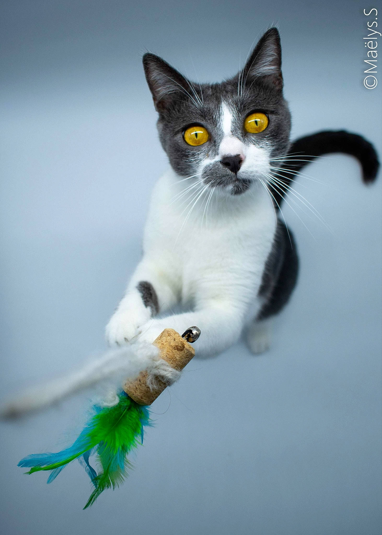 Lilith a rejoint le concours — aidez-le/la à gagner de superbes lots ! carnivore, cat, claw, domestic_short_haired_cat, eye, felidae, formal_wear, fur, illustration, paw, sitting, small_to_medium_sized_cats, snout, tail, whiskers