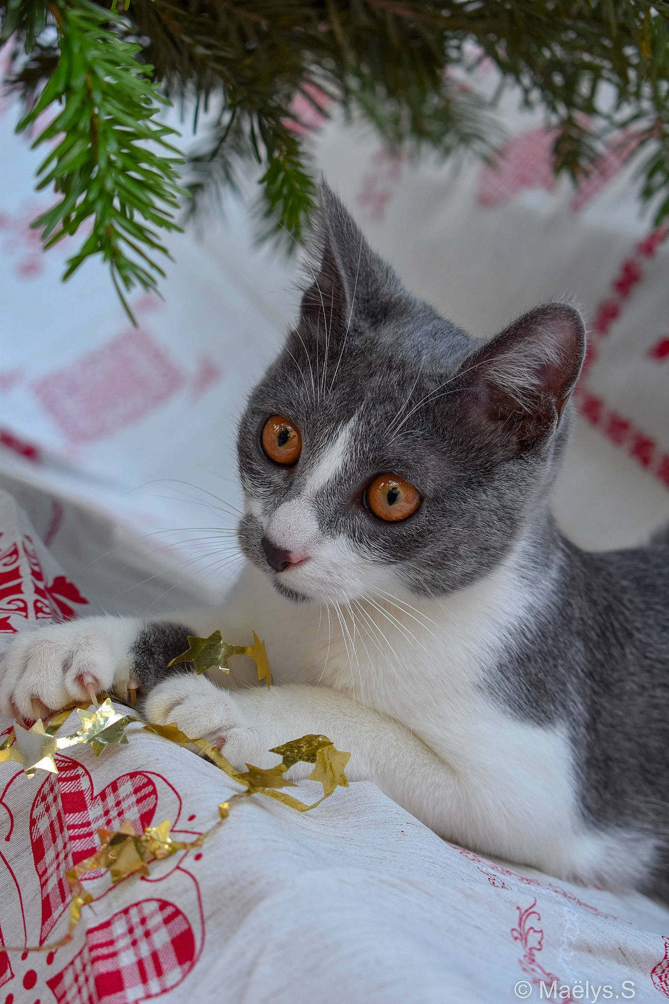 Lilith a rejoint le concours — aidez-le/la à gagner de superbes lots ! art, carnivore, cat, christmas_tree, conifer, domestic_short_haired_cat, event, fawn, felidae, fur, pine, plant, small_to_medium_sized_cats, snout, tail, textile, tree, twig, whiskers, window